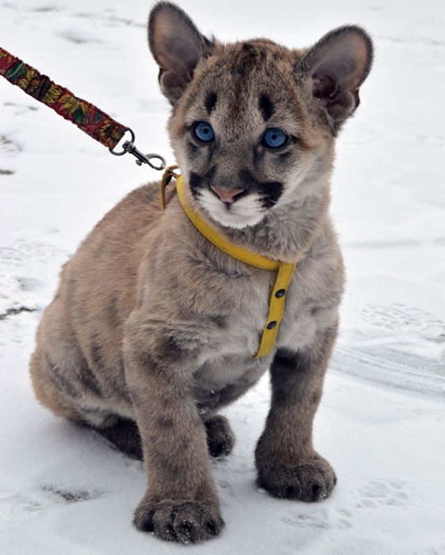 Pumenok Rafik in Yekaterinburg Zoo - Puma, Pomenok, Yekaterinburg, Yekaterinburg Zoo