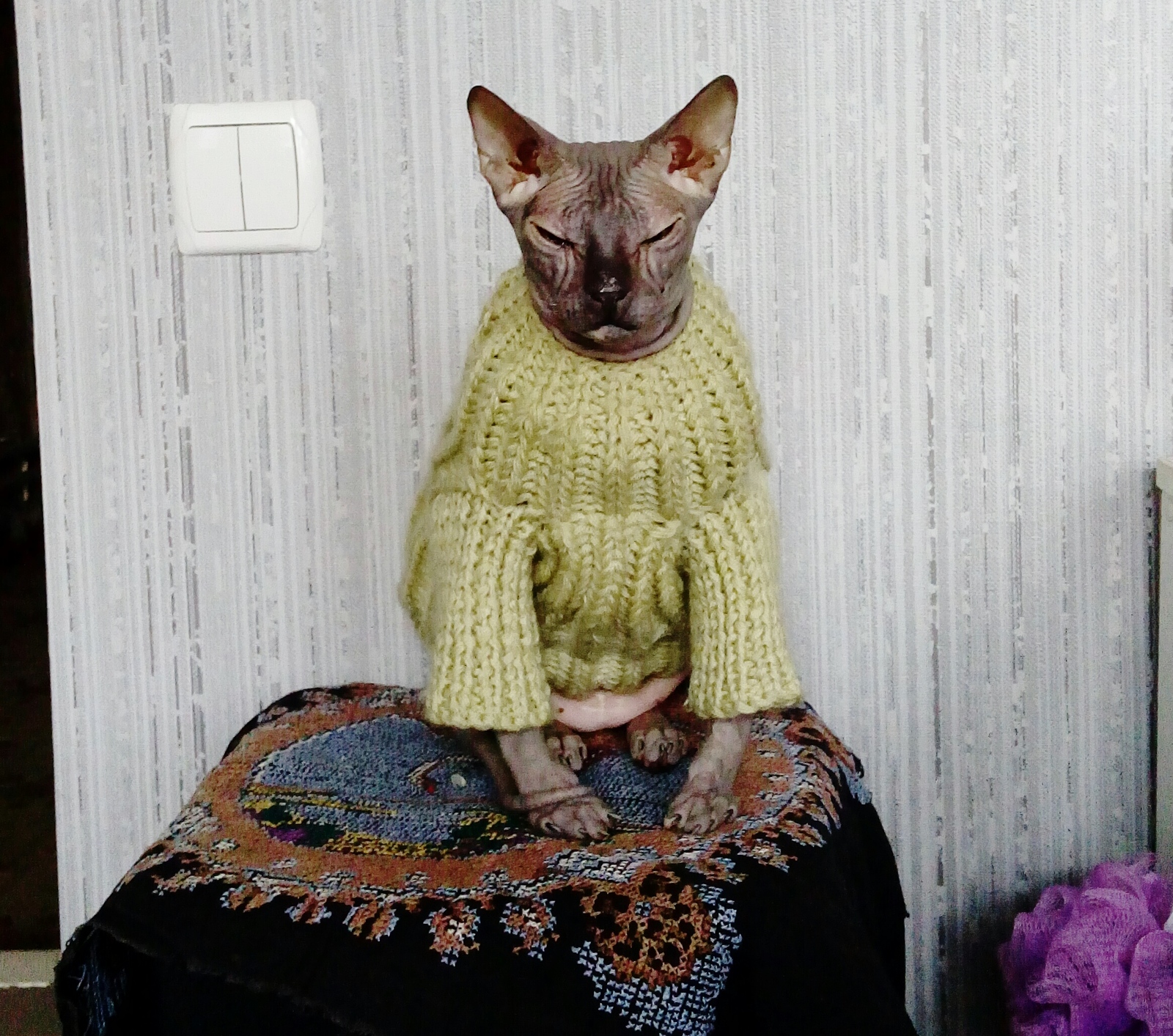 Ready for winter - My, Don Sphynx, cat, Heat, Girl, 