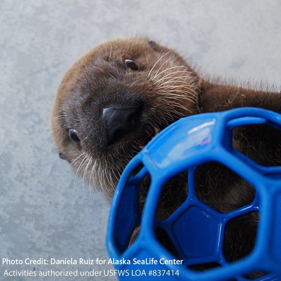 Who will play with me? - Otter, Otters, Milota, Animals, Sea otter