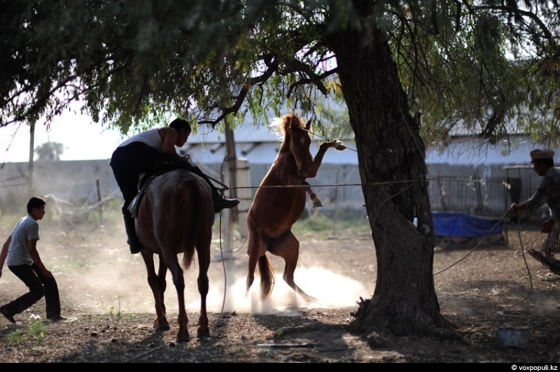 Catching a horse for kazy - Horses, Farm, Longpost