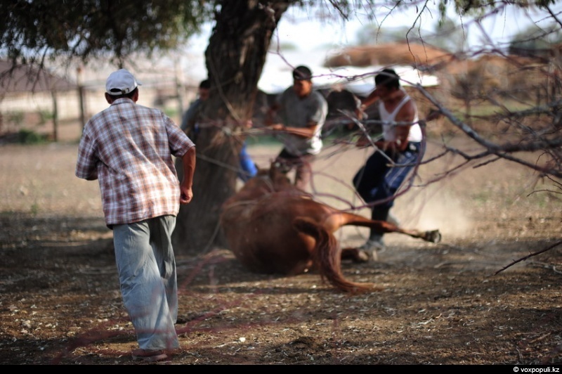 Catching a horse for kazy - Horses, Farm, Longpost