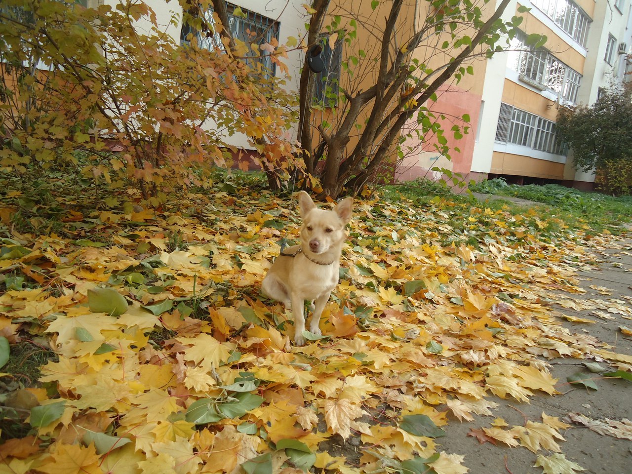 Continuation of the sad apartment with bedbugs - My, Apartment, Bedbugs, Dog, Neighbours, Longpost