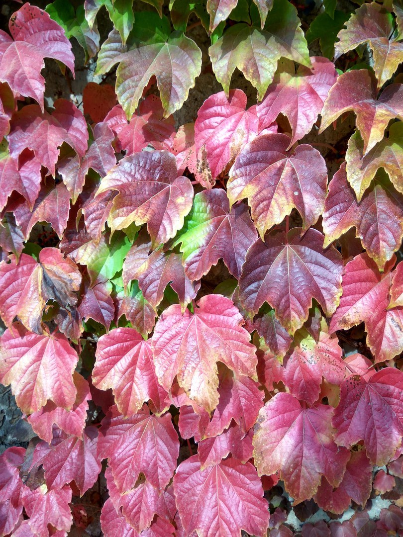 Autumn... I love this time of colors and magic... - My, Autumn, Nature, beauty of nature, , Longpost