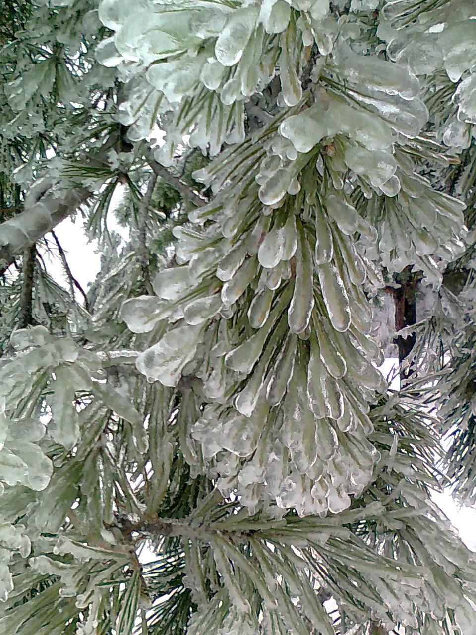 Freezing rain 12/26/2010 - My, beauty, Pine, Longpost