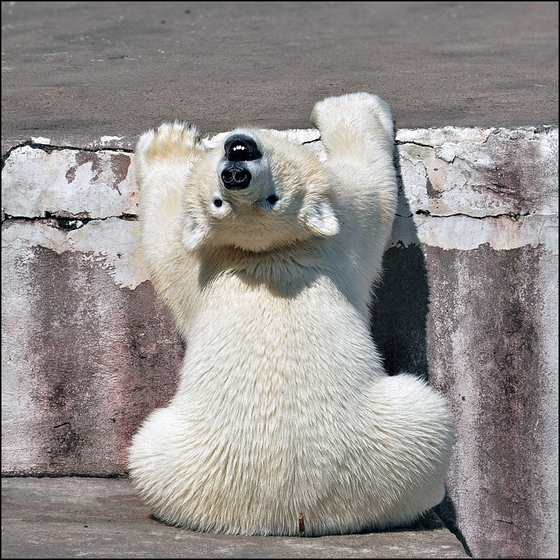 Yes, I'm so comfortable - Photo, Polar bear