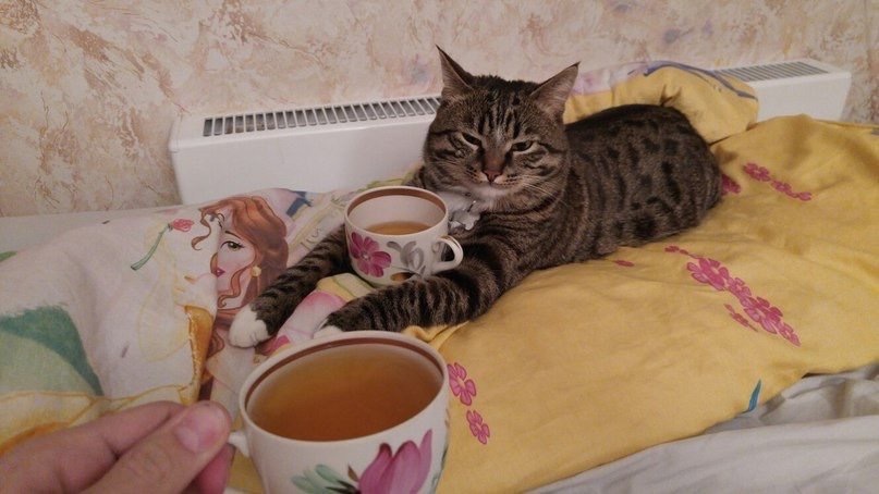 When there is no one to spend Friday evening with - cat, Tea drinking