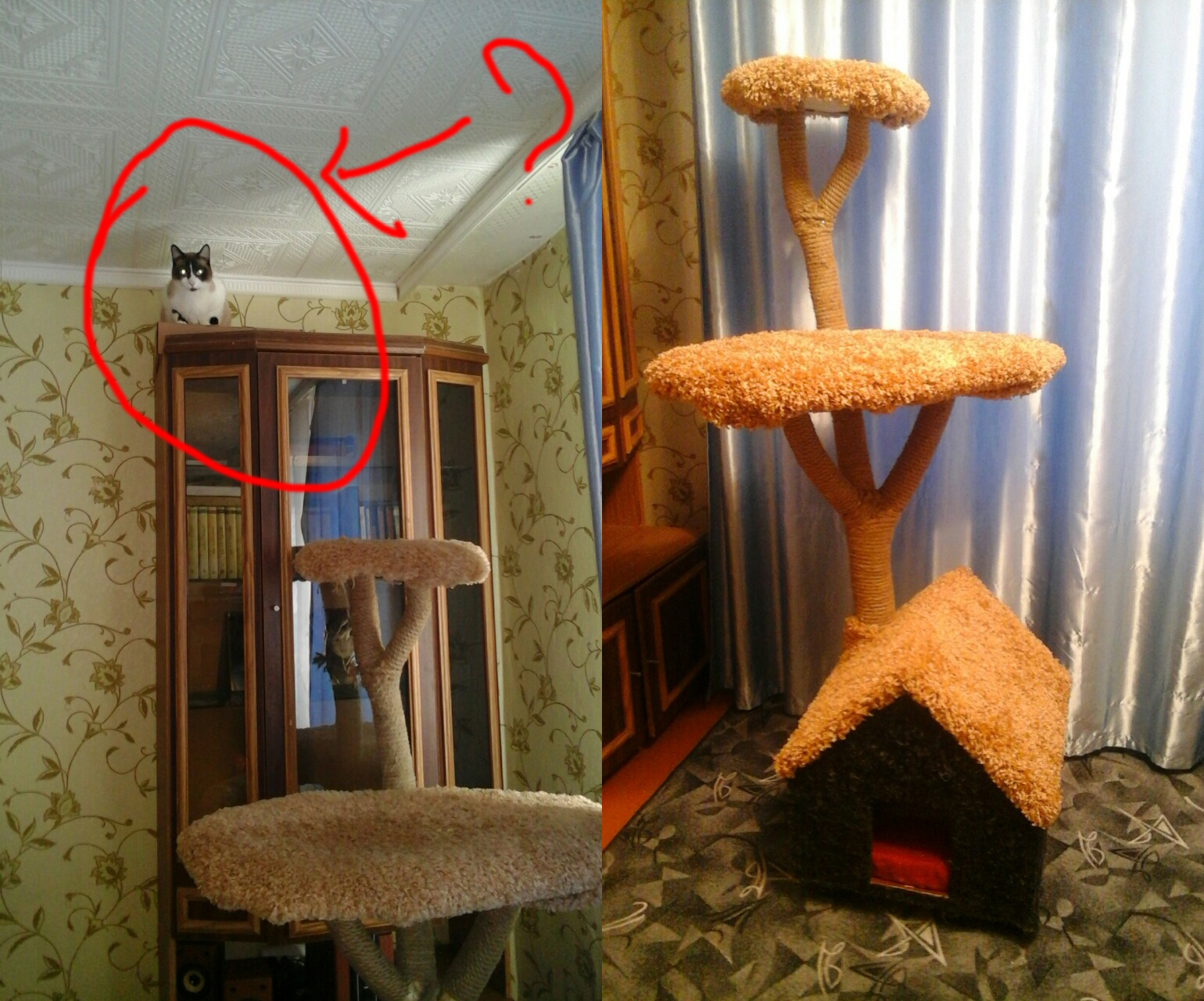 Thanks Man! Before that, I could not get there ... - My, cat, cat house, Box, Vertex, Pet house