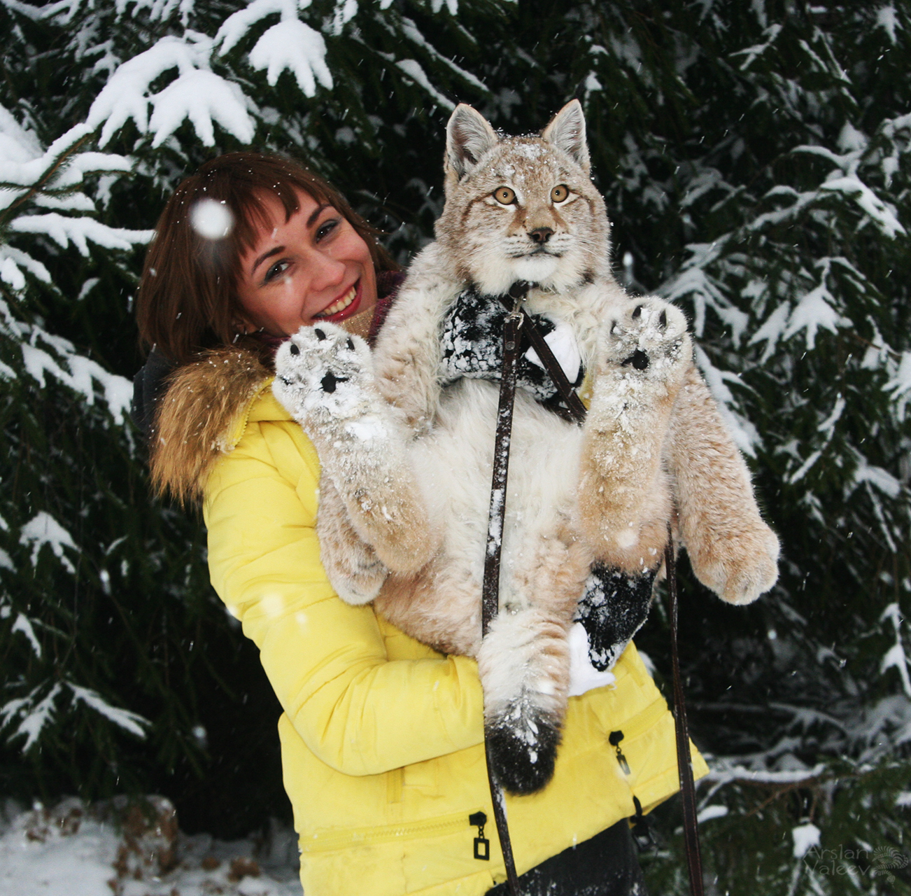 On a walk - My, Lynx, Umka, Bobcattv