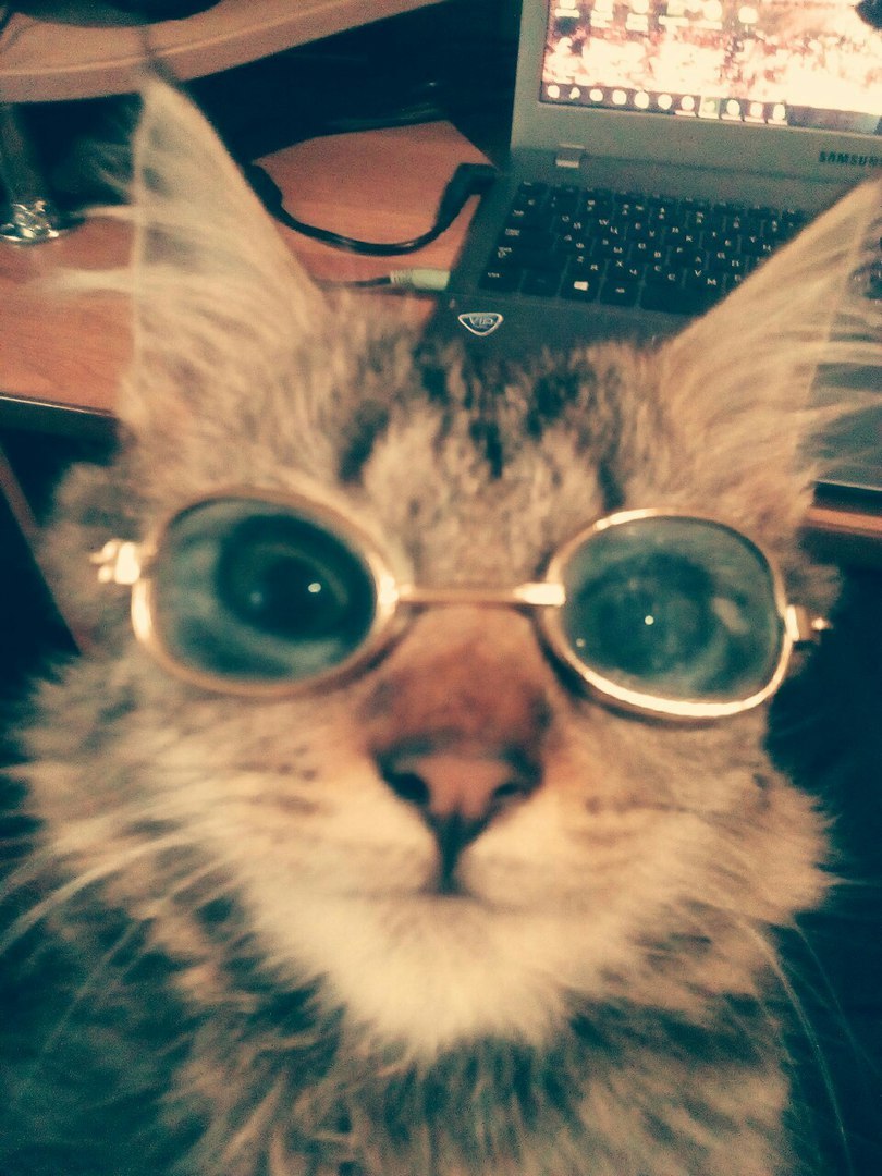 Нашел игрушечные очки и решил примерить на кота | Пикабу