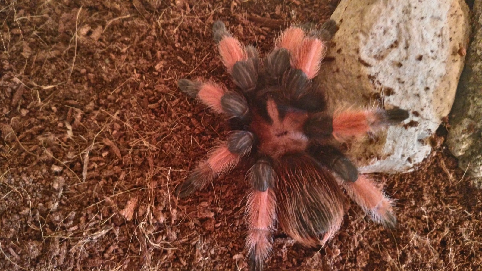 Tarantula spiders (Theraphosidae). - My, Spider, Bird spiders, Hobby, Advice