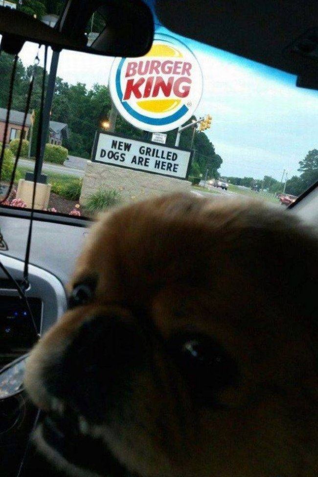 Burger King: Fresh roast dogs are here - Burger King, Dog