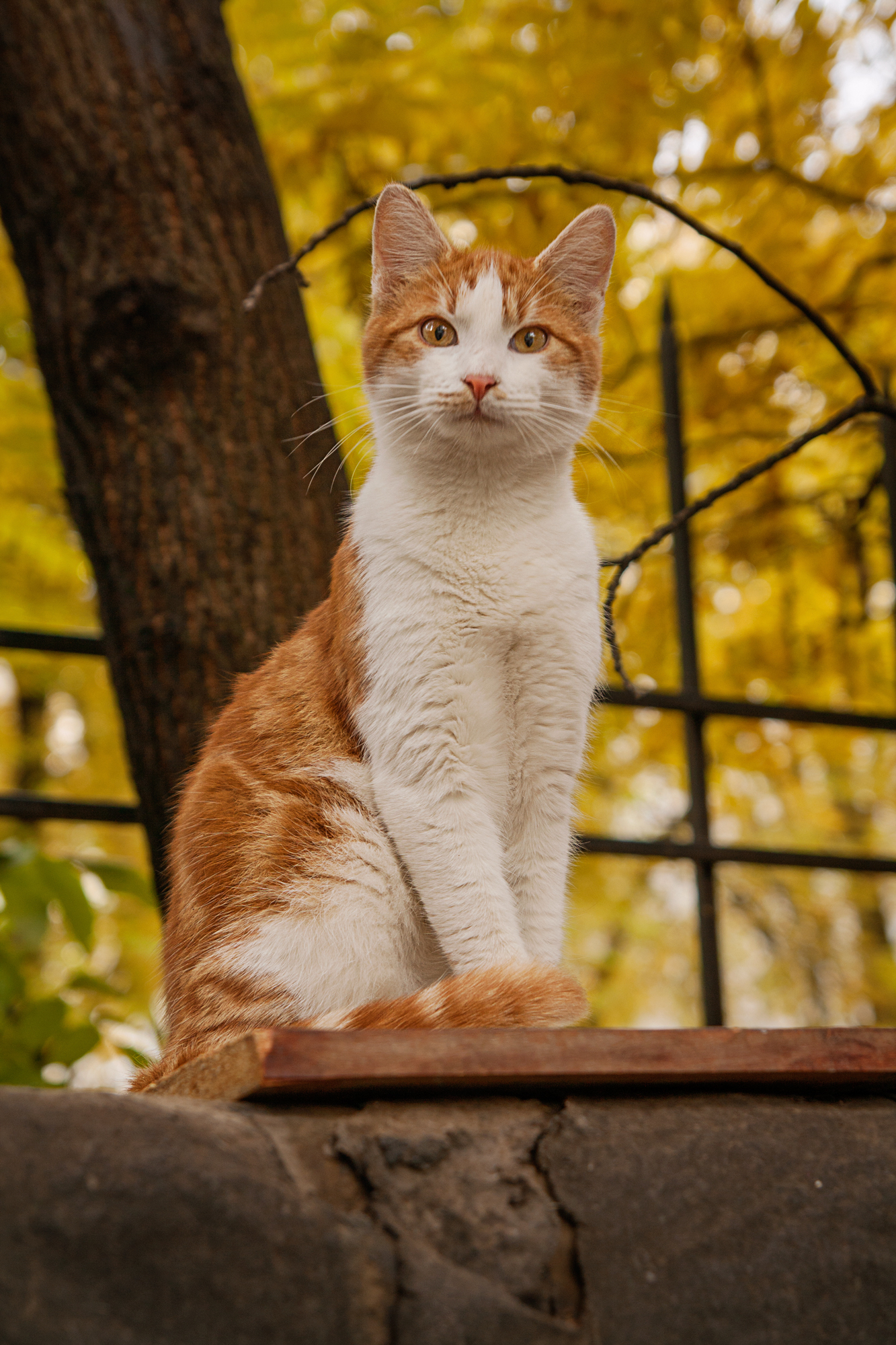 Surprised - My, cat, My, Photo, Canon 1000d, Autumn