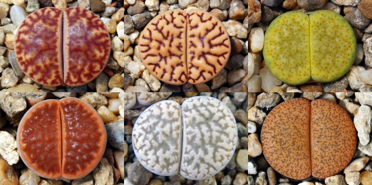 Live stones from the smallest. - Lithops, My, Longpost, Gardening, Seeds, Lithops