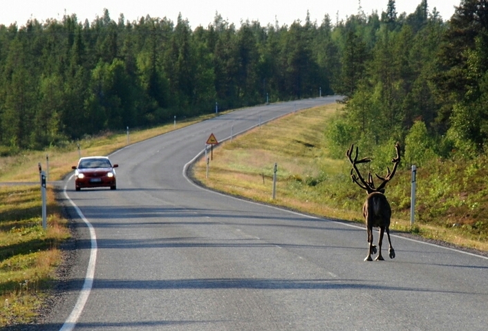 Some deer on the track - Photo, Deer, Auto, Track, Road, Deer