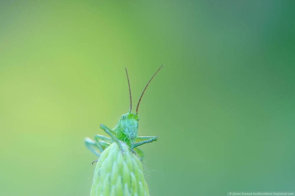 My macro - My, Photo, Macro, Longpost, Nikon, Macro photography