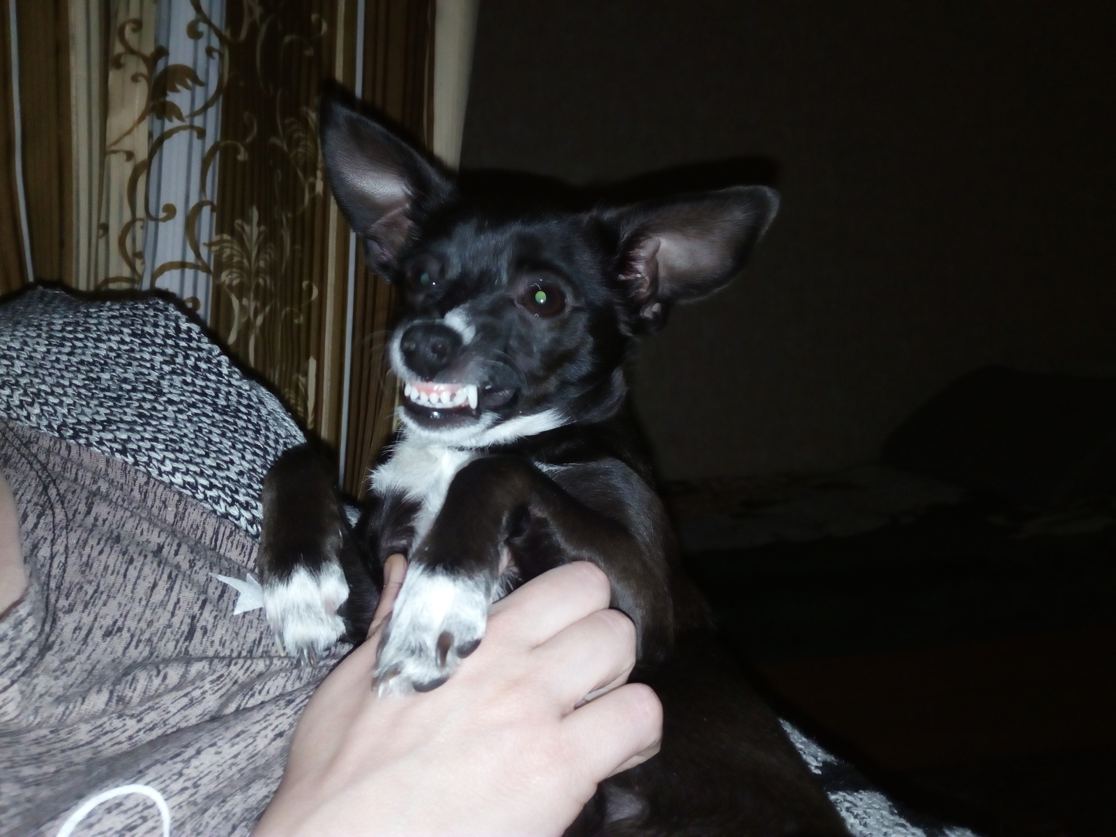 Say HIEE - My, Dog, Toy Terrier, , Longpost