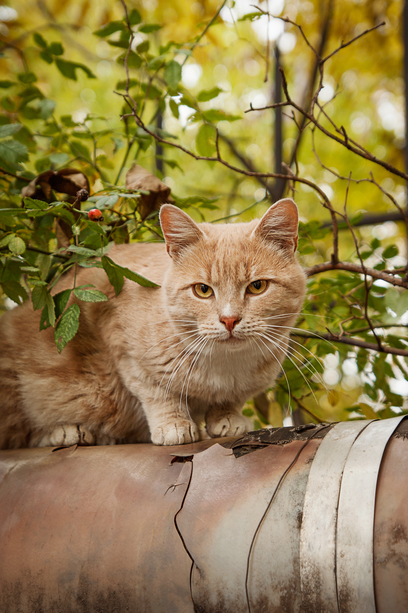 Autumn cats of Krasnodar - My, My, cat, Photo, Krasnodar, Autumn, Canon 1000d, Tamron, Longpost