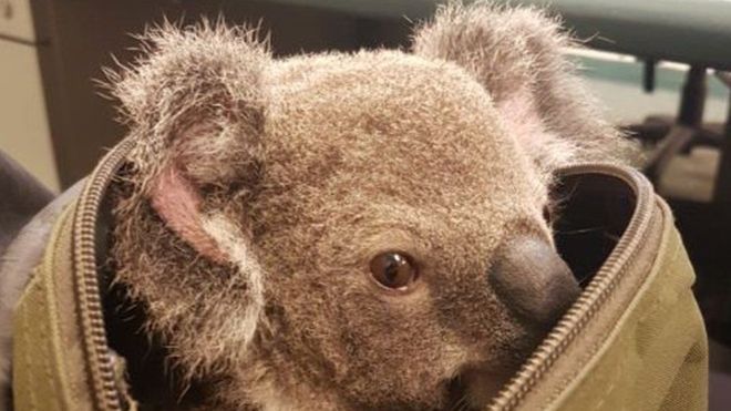 Australian police find koala in detainee's bag - Australia, Police, Koala, Animals, Longpost