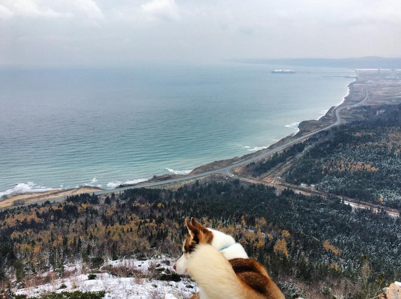 Selection from last weekend on Sakhalin - Photo, Sakhalin, Nature, beauty, Fox, Snow, Forest, , Longpost