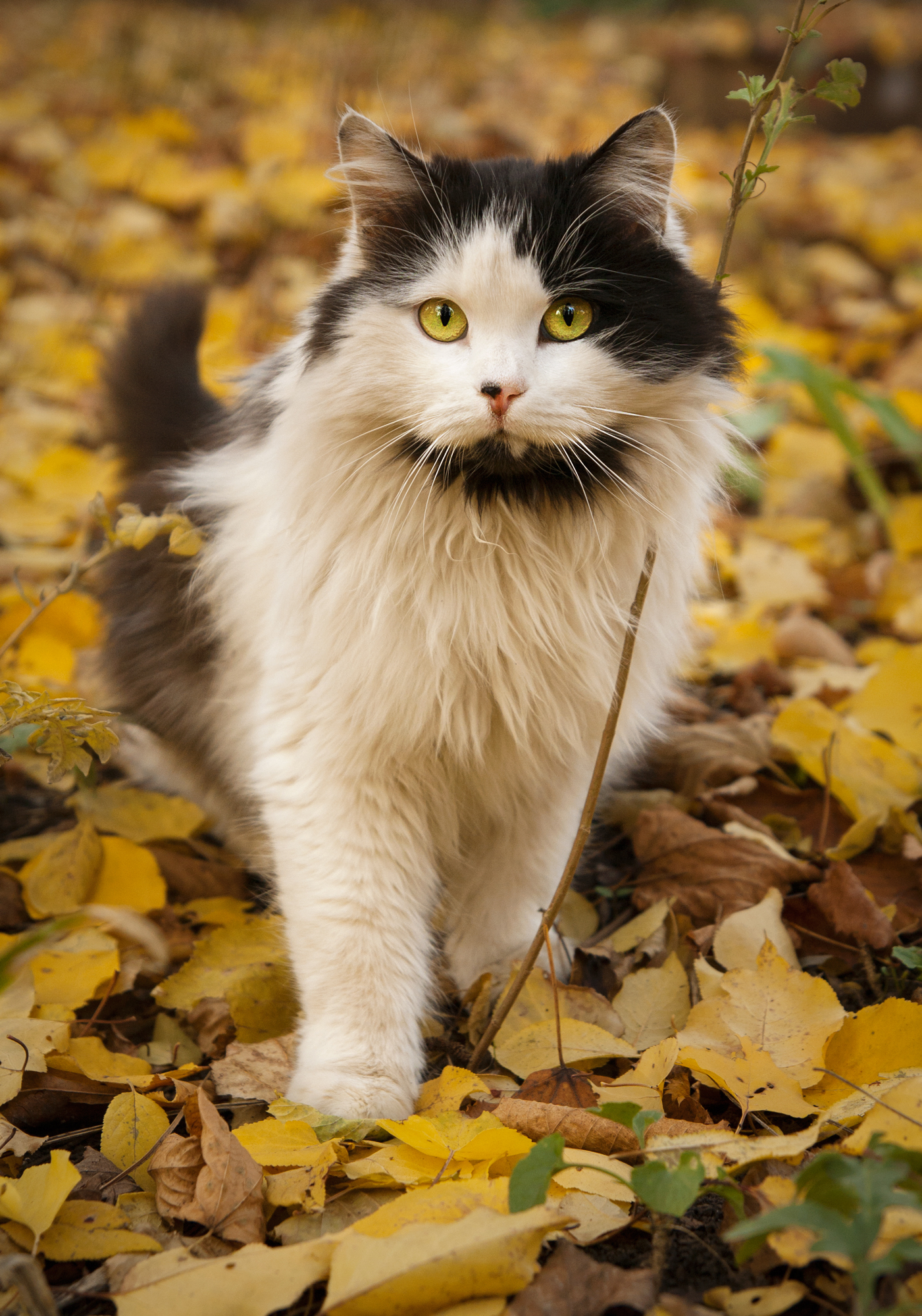 fluffy autumn - My, My, cat, Photo, Autumn, Fluffy, Canon 1000d, Tamron, I want criticism