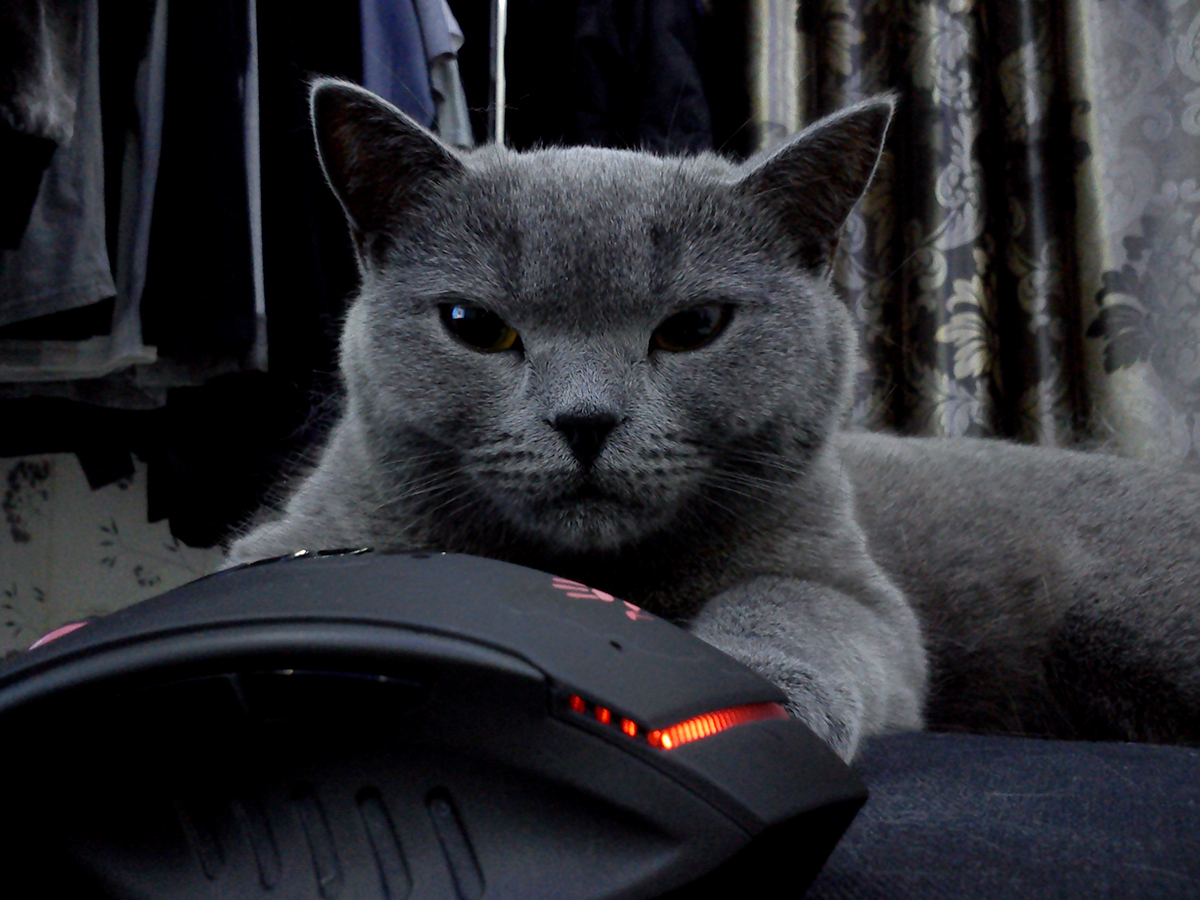 Thinking about what to gnaw off from a wireless mouse - My, Mouse, cat, 