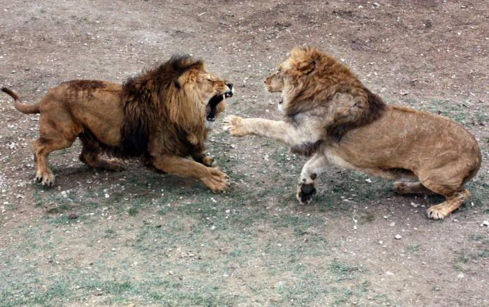 Park of real kings of the forest - Nature, Russia, Tourism, Travels, Zoo, Animals, a lion, Crimea, Longpost