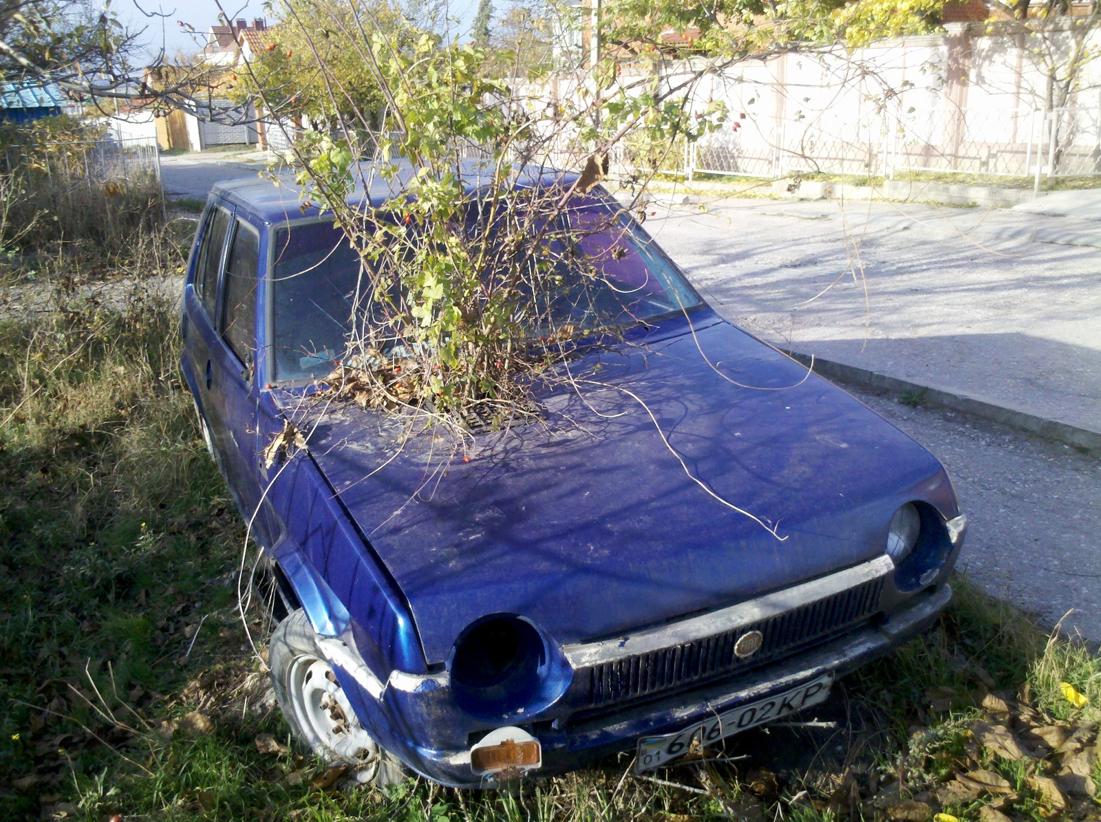 Даже у шиповника есть свой автомобиль... | Пикабу