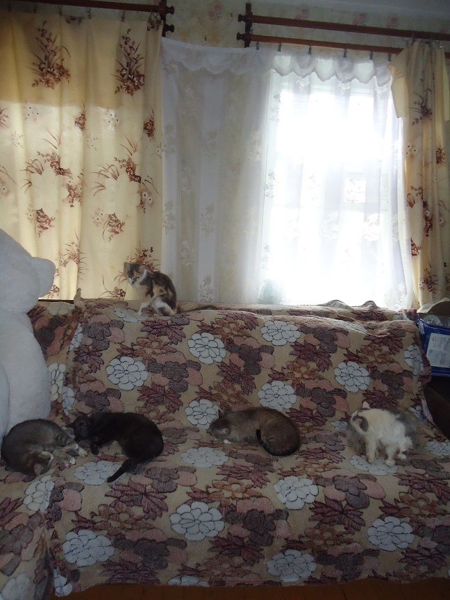 My personal Cotoland 49 - My, cat, Shelter, Lipetsk, Good, Help, Longpost, Kindness