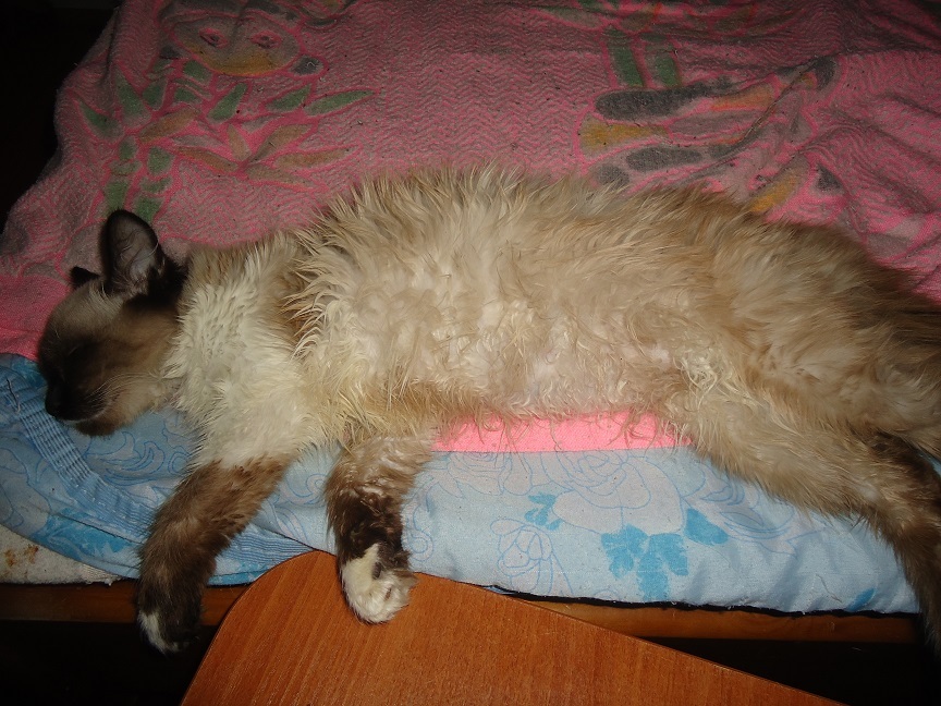 My personal Cotoland 49 - My, cat, Shelter, Lipetsk, Good, Help, Longpost, Kindness