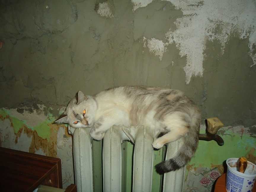 My personal Cotoland 49 - My, cat, Shelter, Lipetsk, Good, Help, Longpost, Kindness