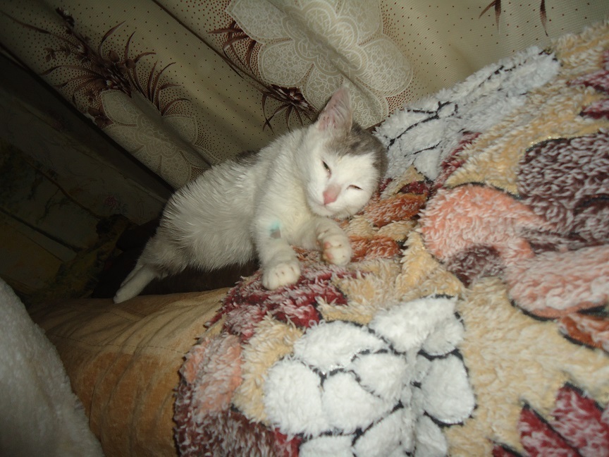 My personal Cotoland 49 - My, cat, Shelter, Lipetsk, Good, Help, Longpost, Kindness