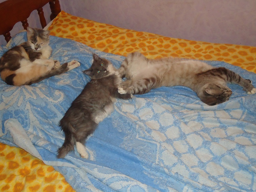 My personal Cotoland 49 - My, cat, Shelter, Lipetsk, Good, Help, Longpost, Kindness