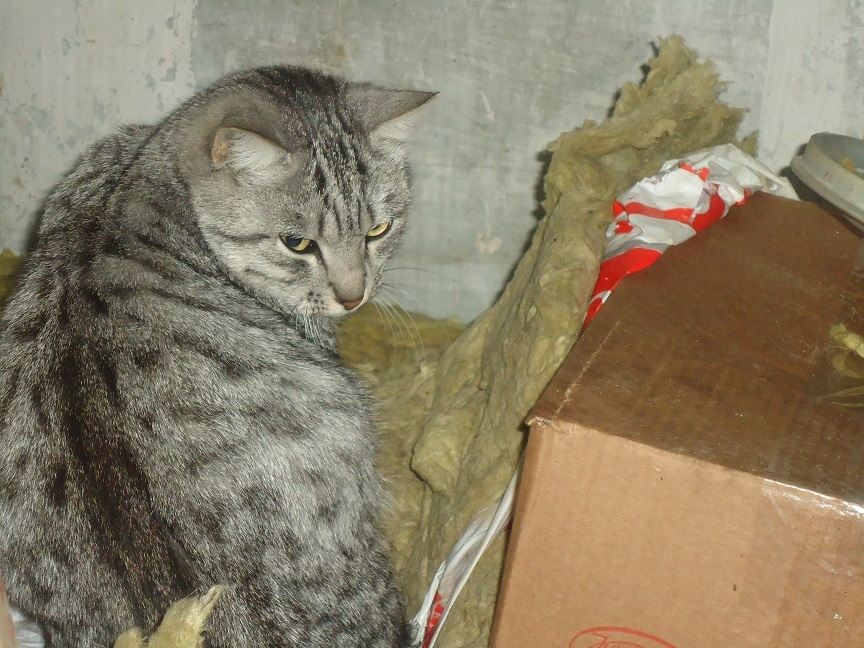 My personal Cotoland 49 - My, cat, Shelter, Lipetsk, Good, Help, Longpost, Kindness