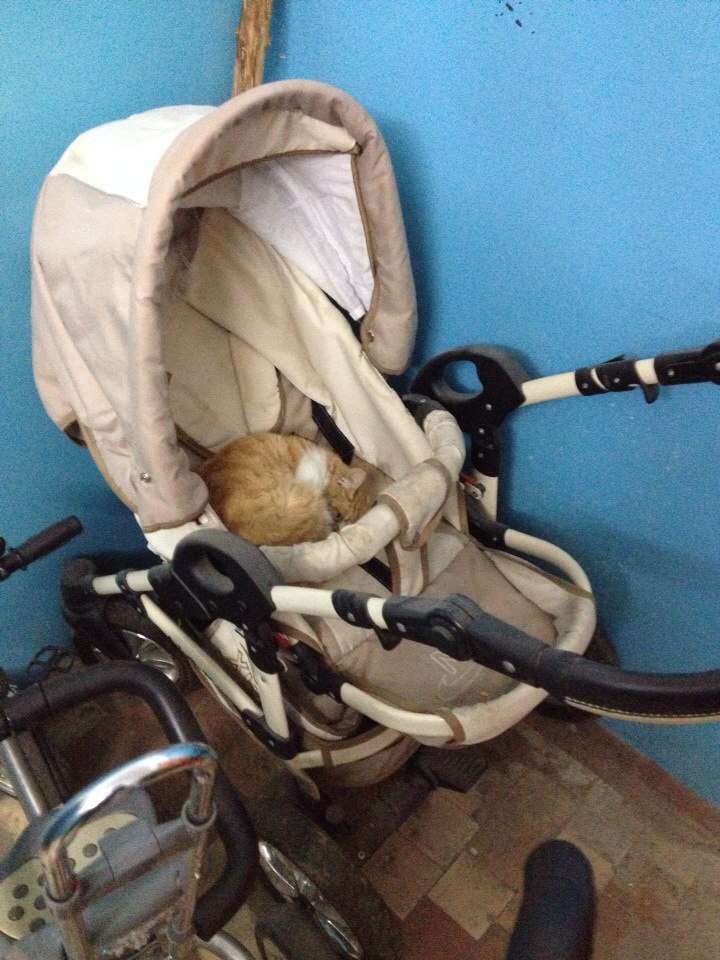 Warm up the place for the baby - cat, Stroller