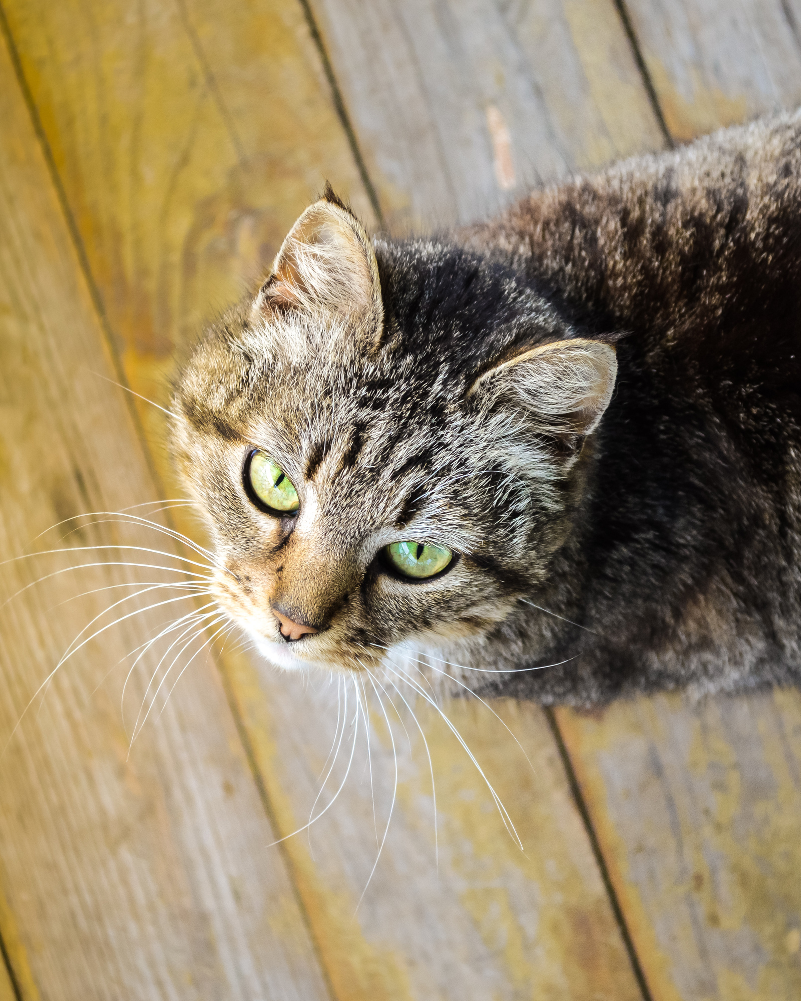 And again the cat - My, cat, Eyes, Усы, Dacha, Lightroom