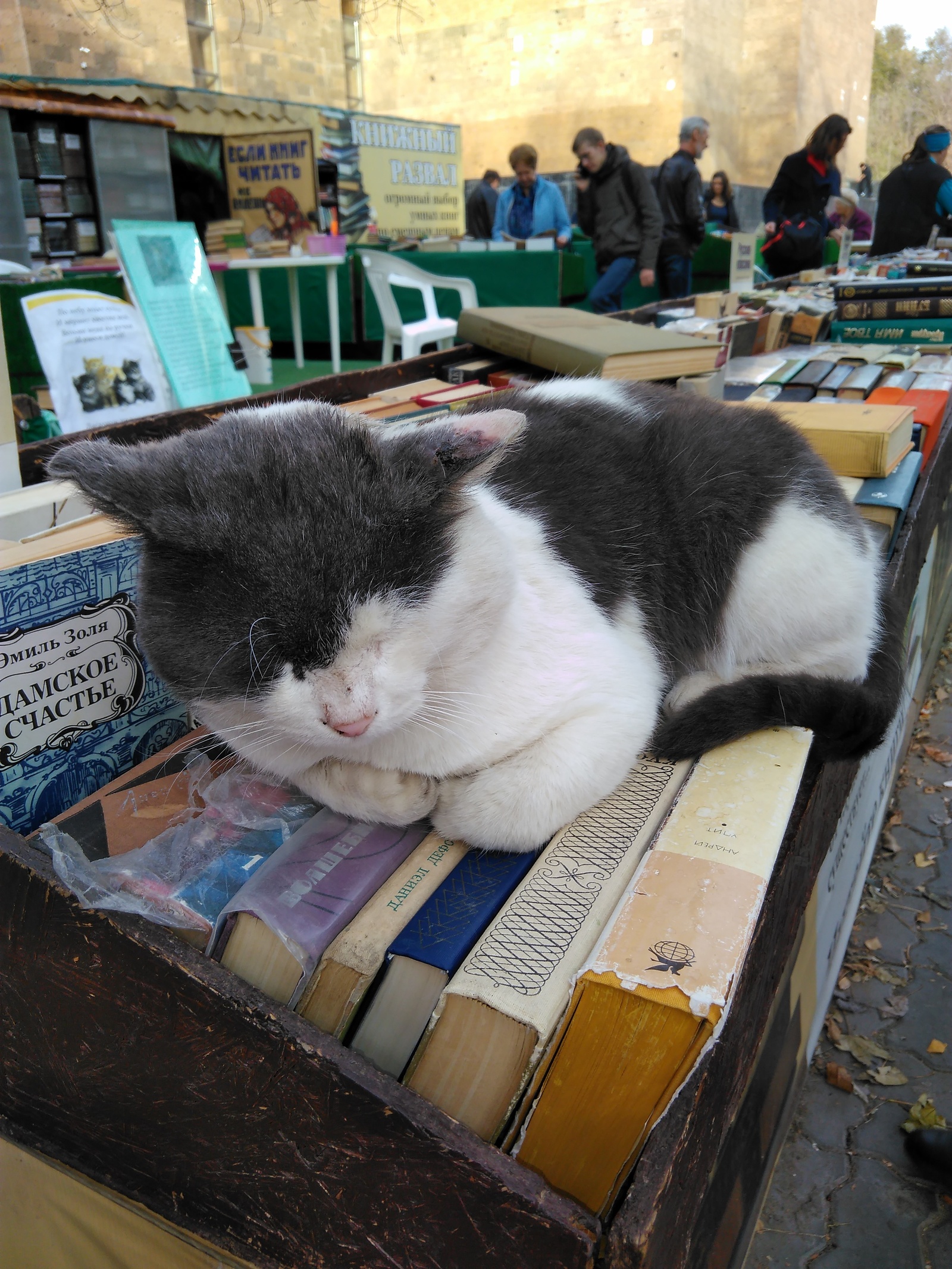 Scientist cat - My, Scientist cat, Rostov-on-Don, Books, cat