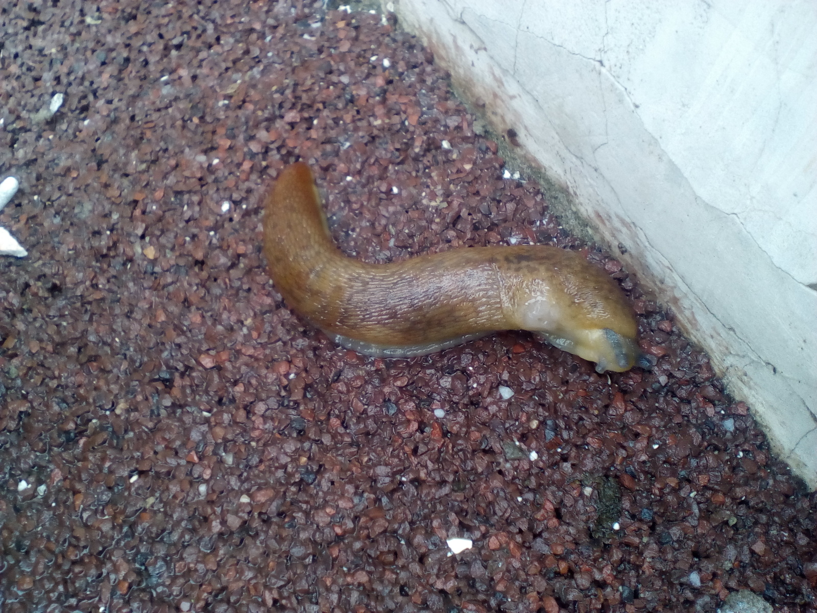 Met an animal. - My, Animals, Slug, Photo, Images, Longpost, Slug