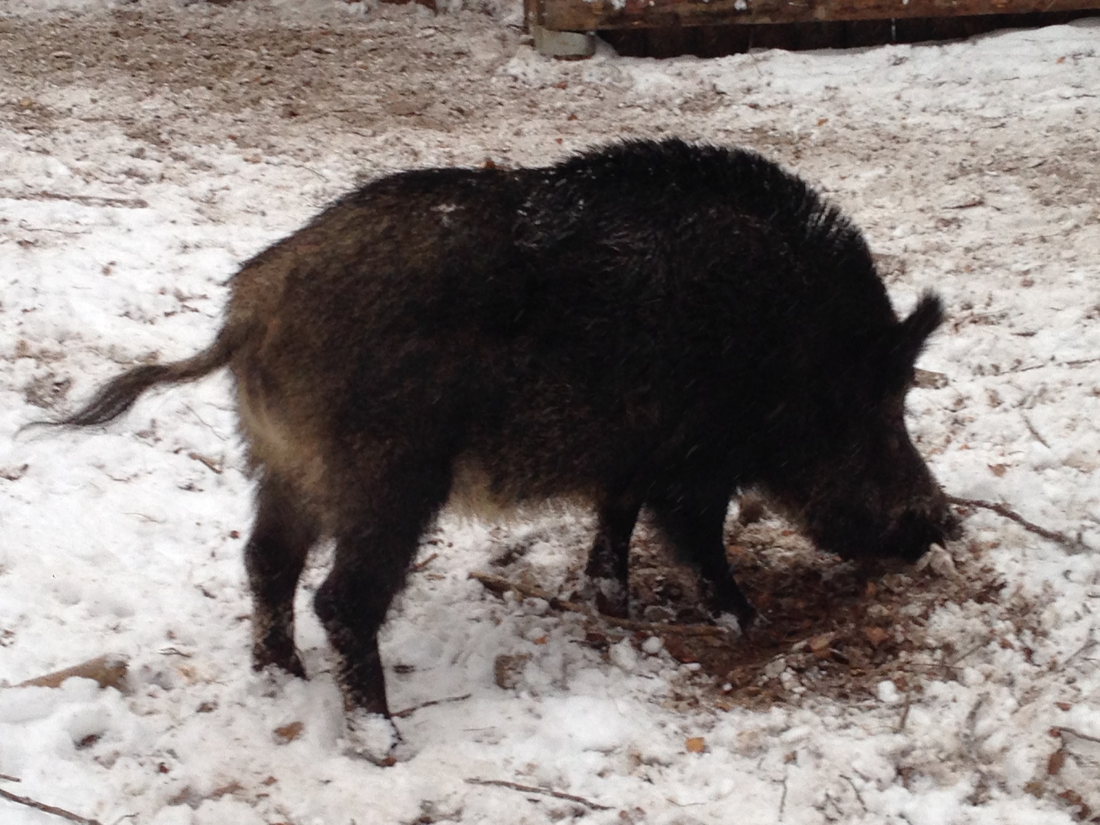 Boar - My, Boar, Is eating