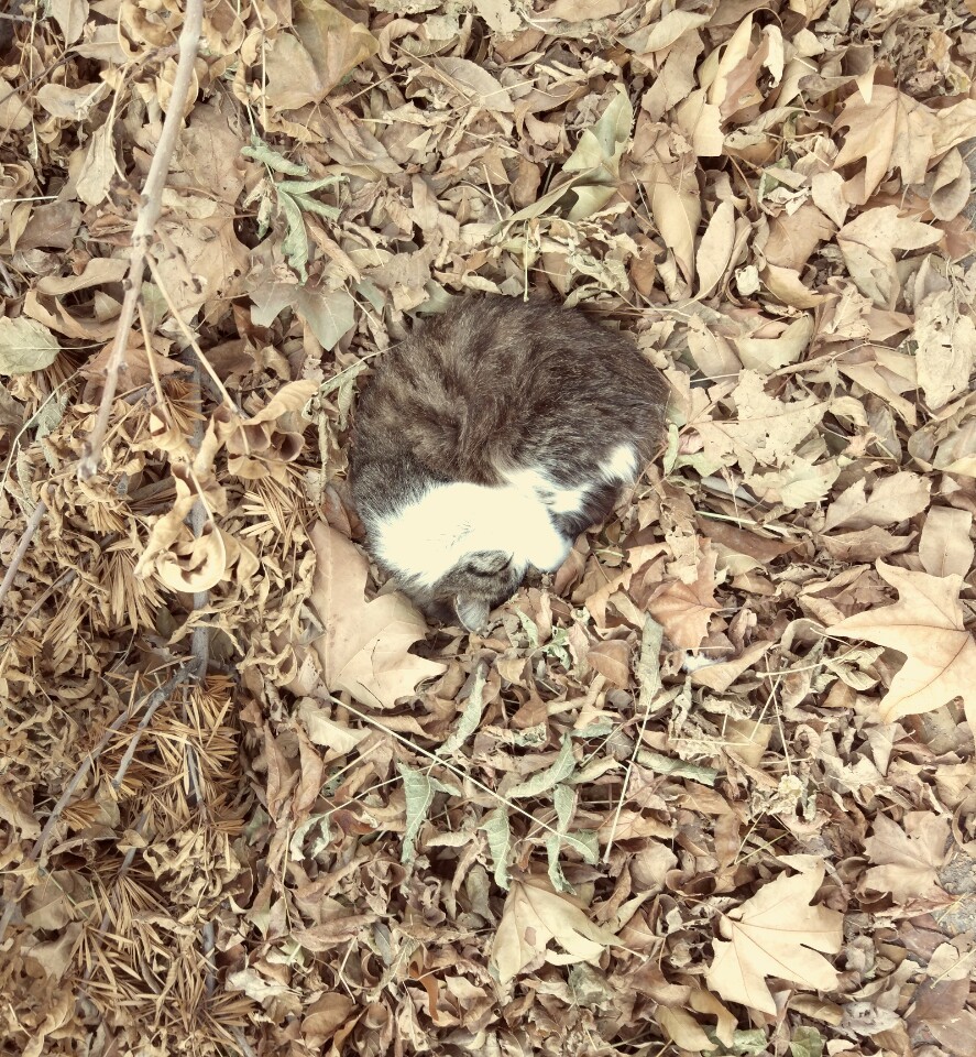 Autumn cat - My, cat, Photo, Autumn, Leaves