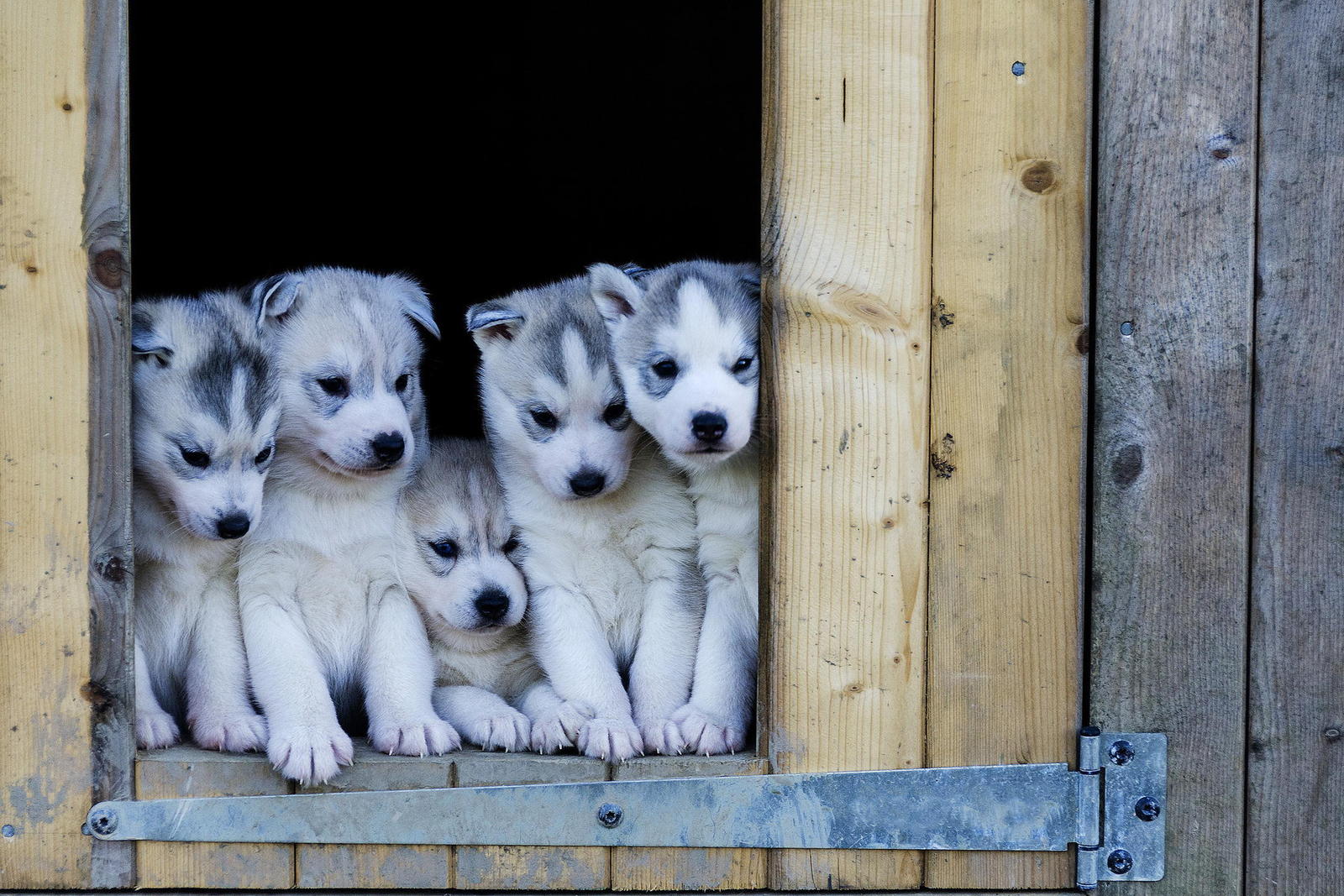 Charms - Dog, Puppies, Husky