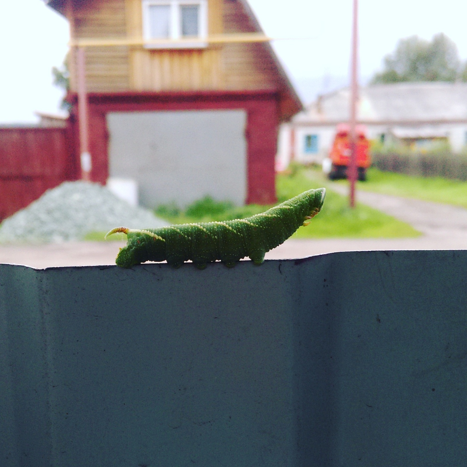 Caterpillar - My, Caterpillar, Nature, Summer, Milota