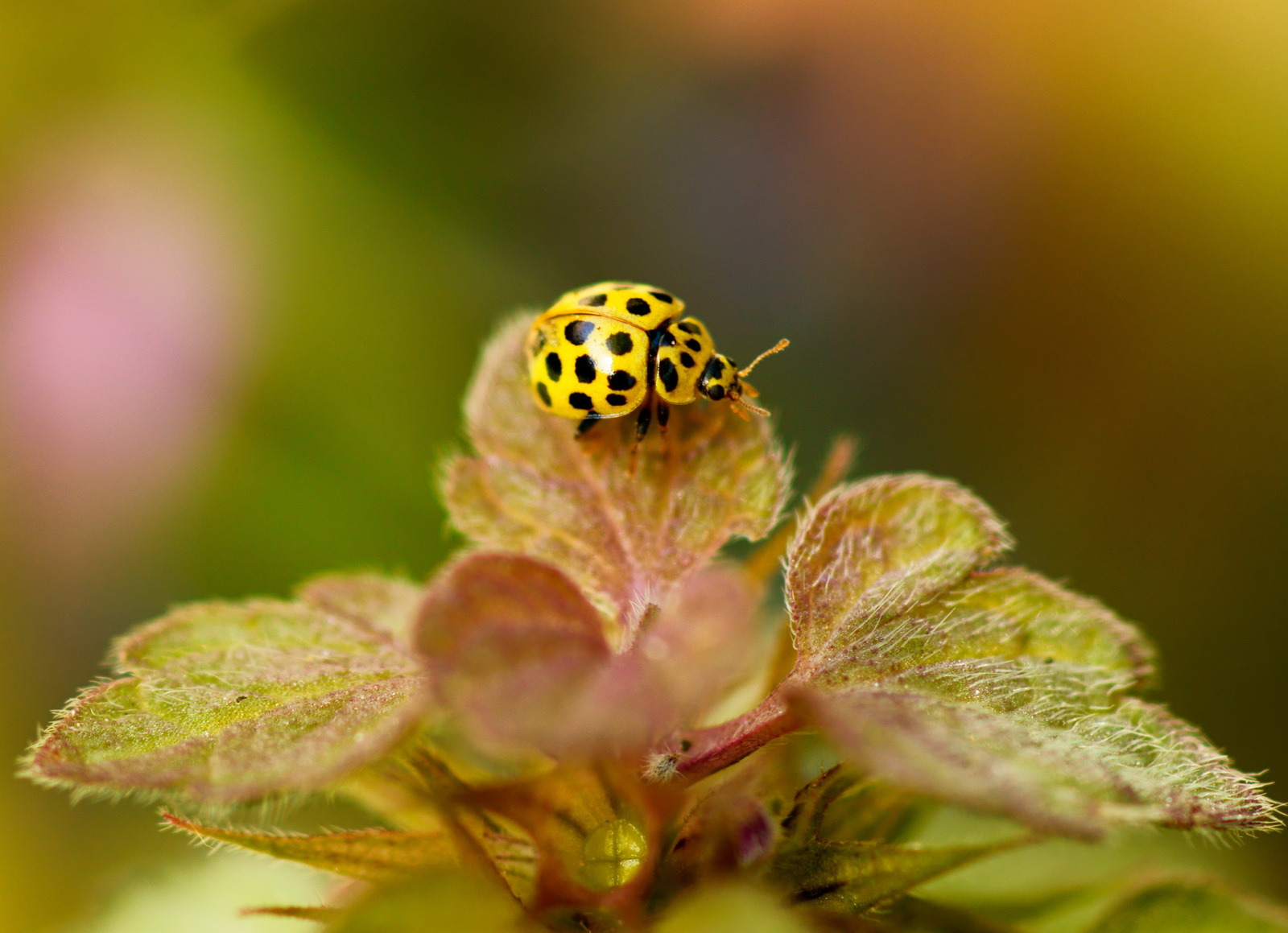 ladybugs - ladybug, Insects, Red-Blacks, Nature, Longpost