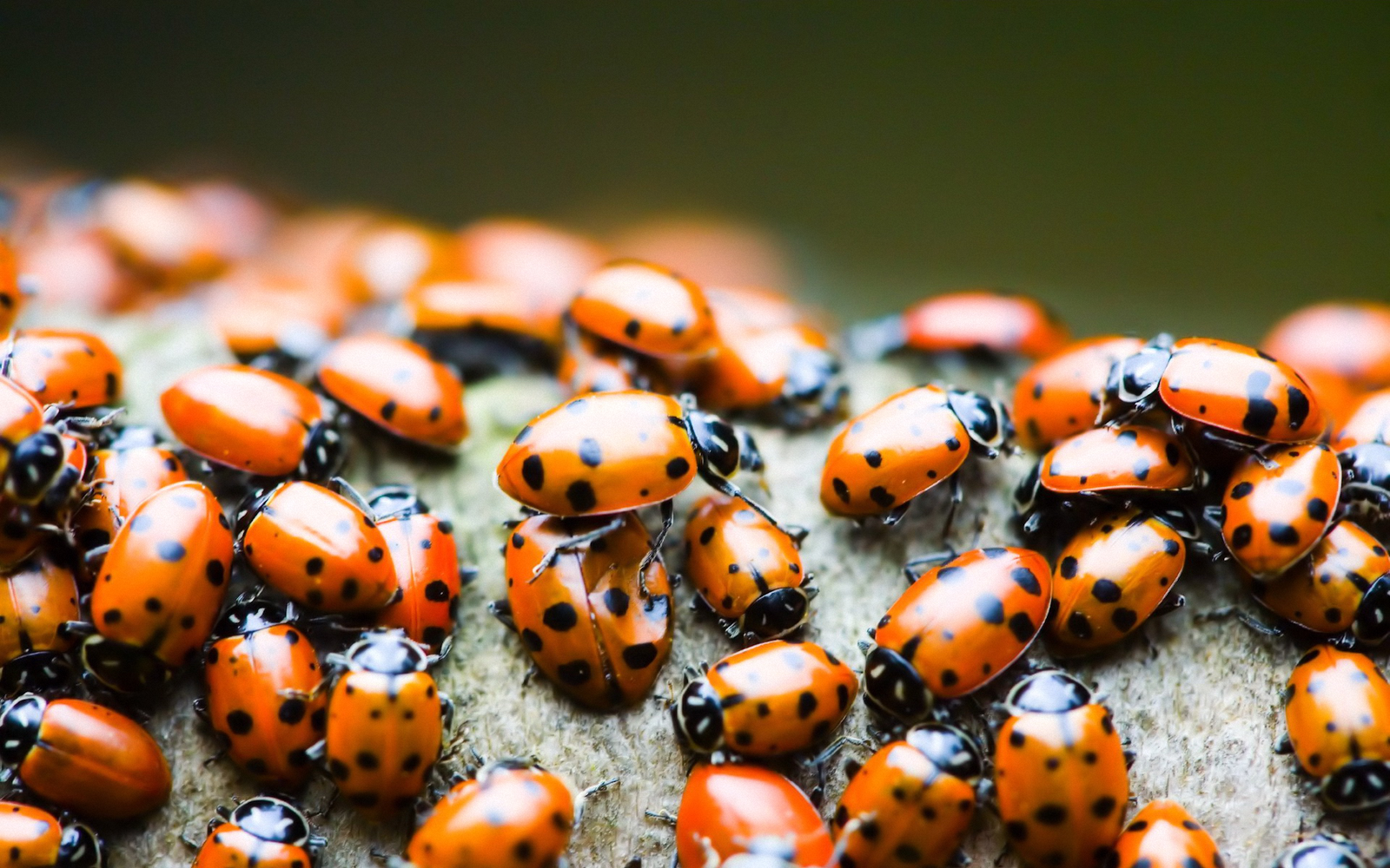 ladybugs - ladybug, Insects, Red-Blacks, Nature, Longpost