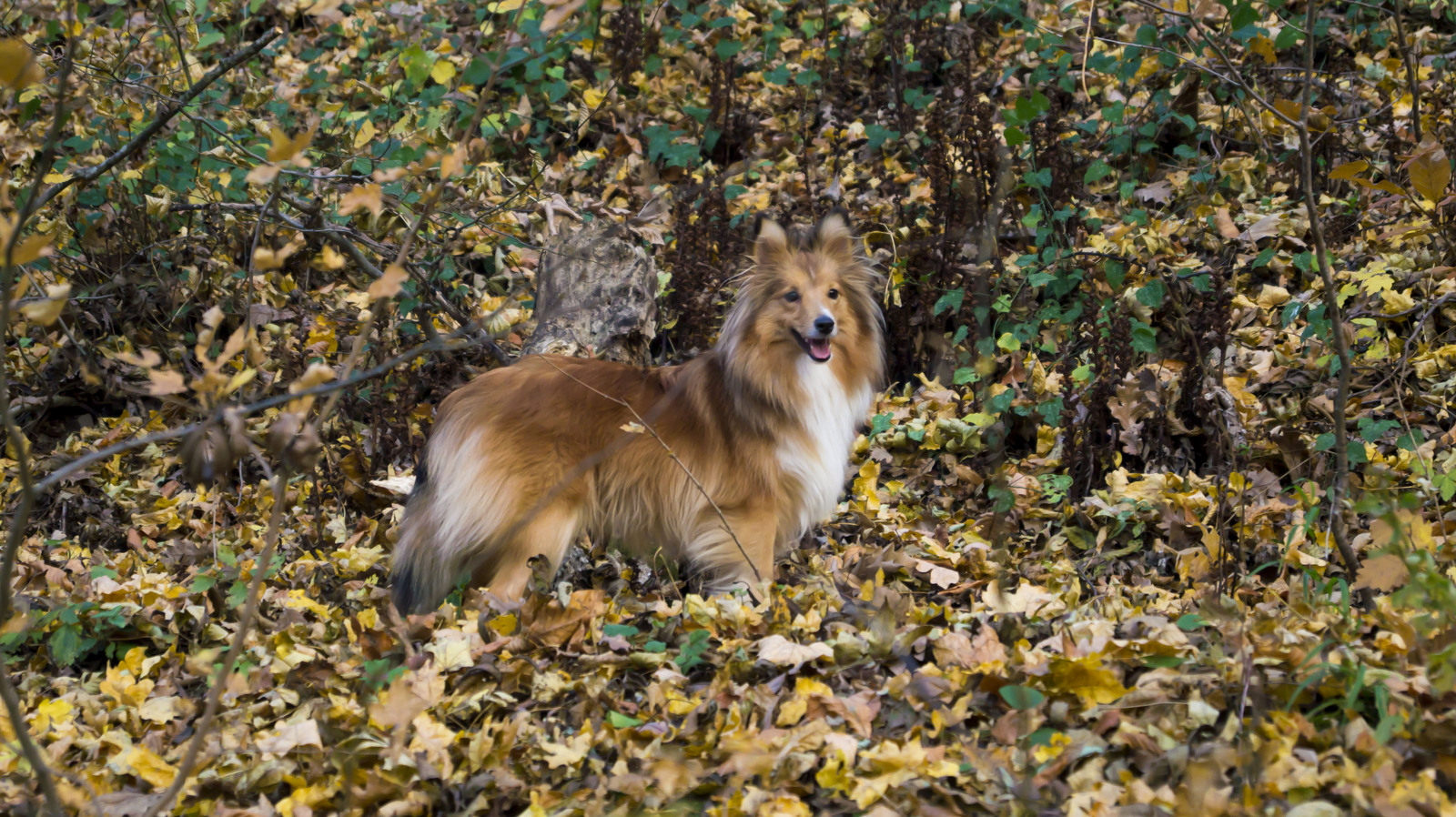 Whether it's autumn or spring... - My, Dog, Irish wolfhound, Sheltie, , Wookiees, Autumn, Spring, Longpost