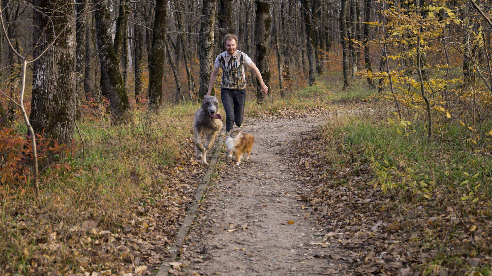 Whether it's autumn or spring... - My, Dog, Irish wolfhound, Sheltie, , Wookiees, Autumn, Spring, Longpost