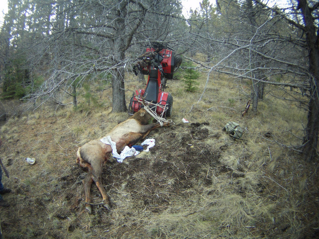 An American hunter accidentally ran into the antlers of an elk he killed - news, Longpost, Hunting, Karma, Elk, Animals