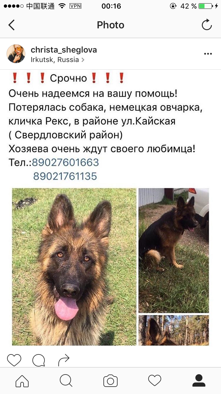 Need help ! - Lost, Irkutsk, Help, The dog is missing, Longpost, Helping animals