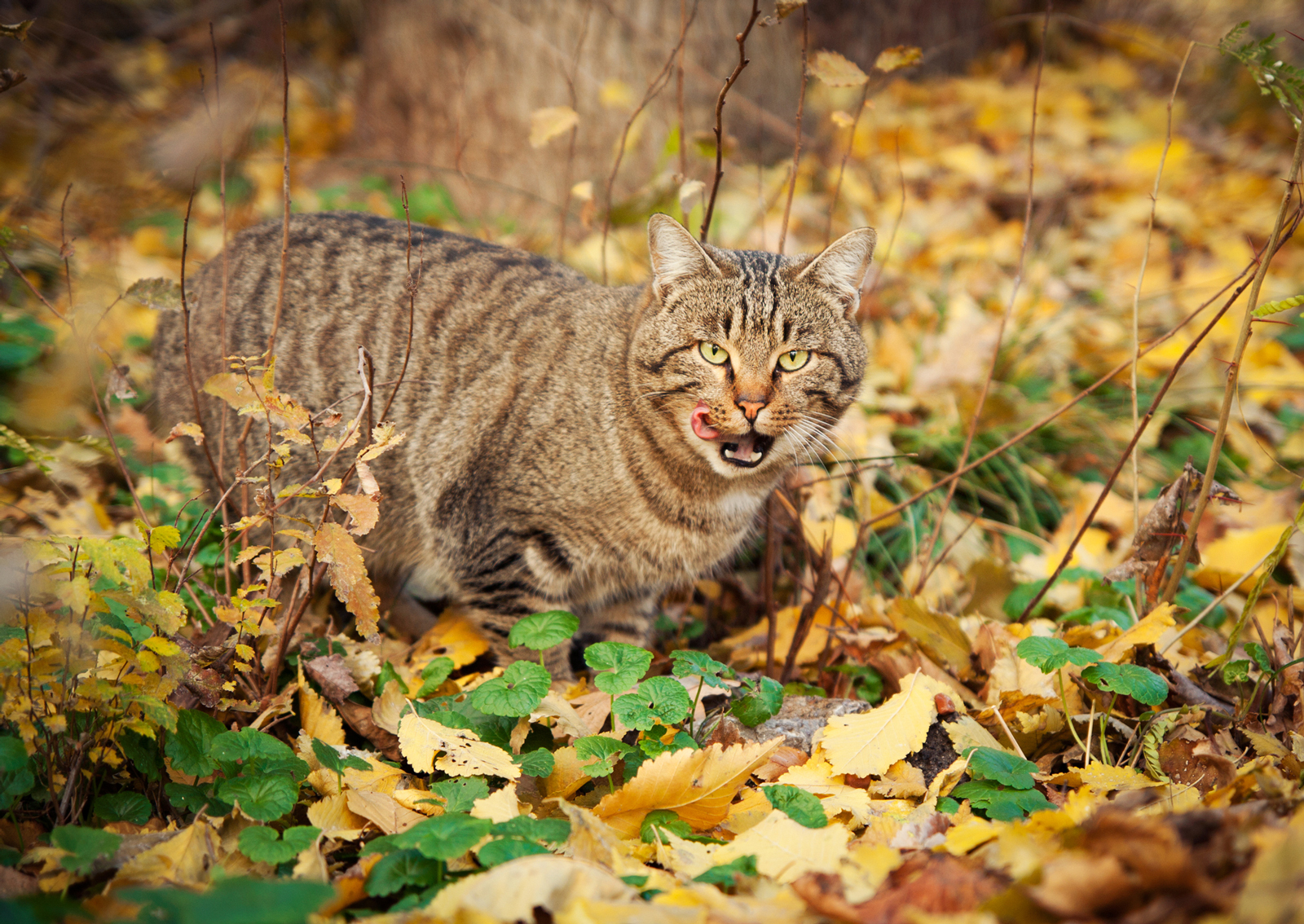 Into the wild - My, My, cat, Striped, Autumn, Photo, Canon 1000d, Tamron, I want criticism