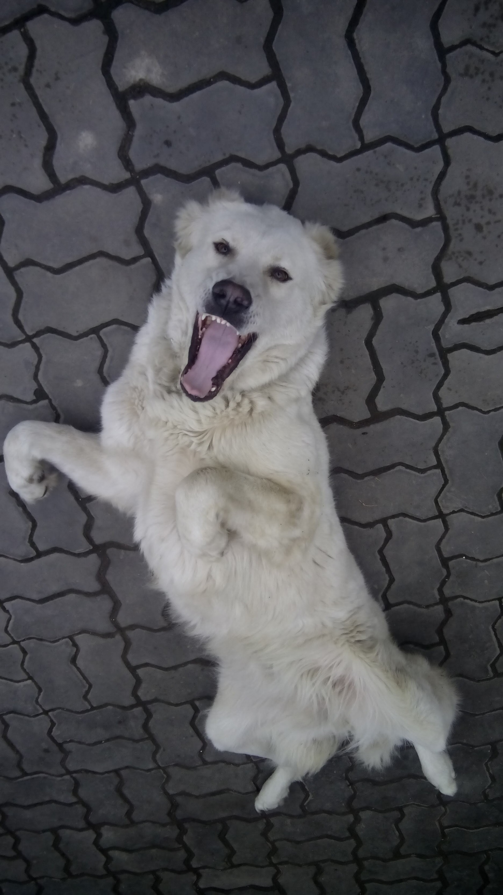 Алабай Собака Фото Взрослая В Полный