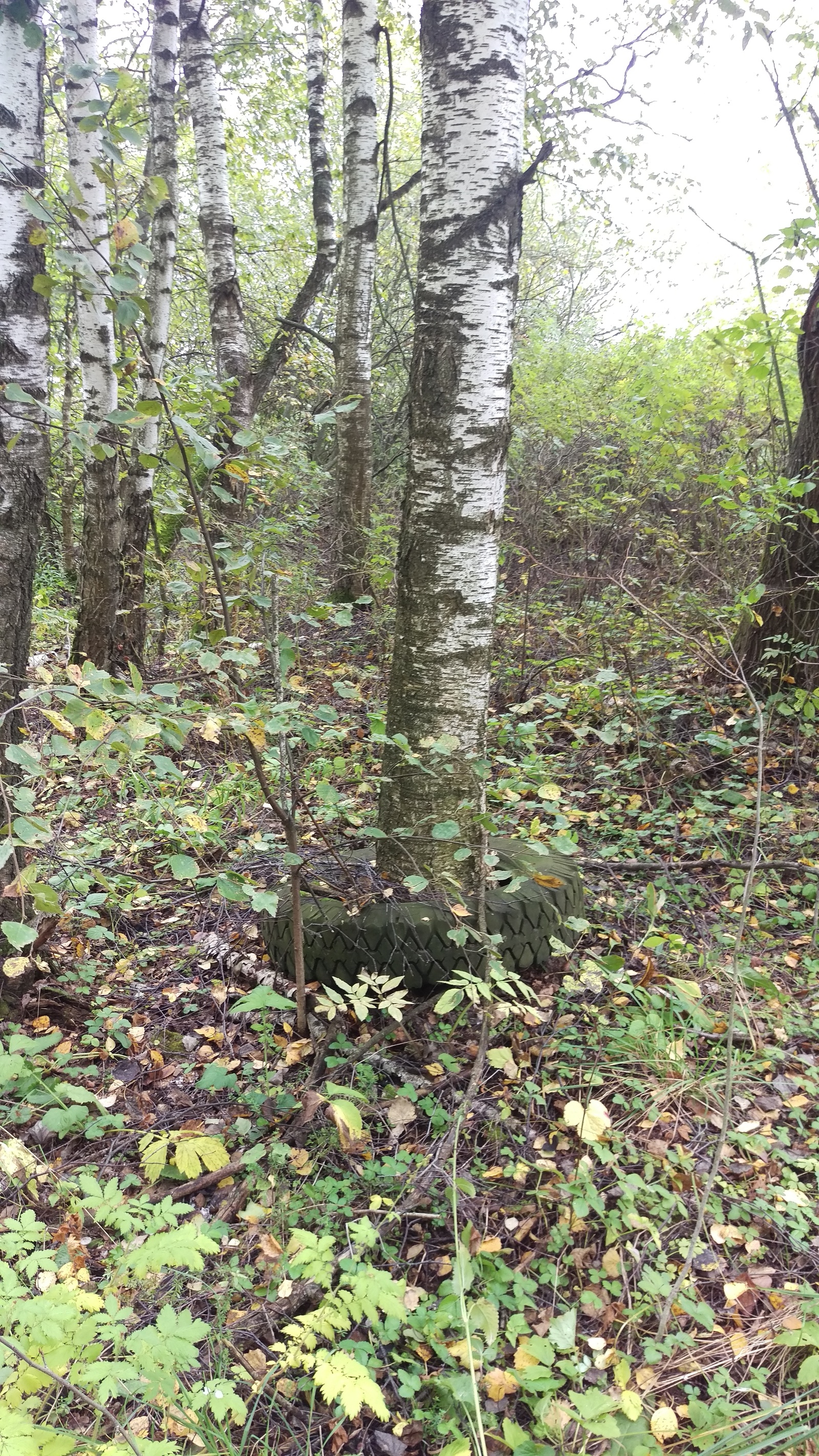 In the woods - My, Forest, Mushrooms, Tree, Tires